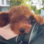 Ersteller:in Lucia Profilbild