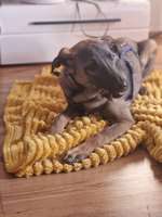 Rasse raten Rumänische Hündin-Beitrag-Bild