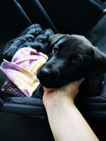 Welpe frisst alles was er findet-Beitrag-Bild