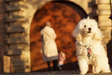 Suchmeldung-Nani-Bild