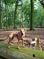 Hundeauslaufgebiet-Meyerspark-Bild