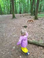 Hundeauslaufgebiet-Meyerspark-Bild