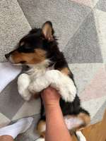 Hilfe ! Mein Hund riecht (unangenehm) nach Hund !-Beitrag-Bild