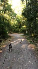 Hundeauslaufgebiet-Waldspaziergang bei Burg Stettenfels-Bild