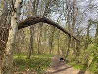 Hundeauslaufgebiet-Haßleyer Wald-Bild