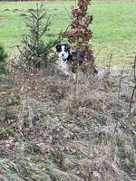 Hundeauslaufgebiet-Weinberg Flieden Scheuerplatz-Bild