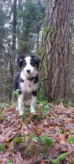 Hundeauslaufgebiet-Weinberg Flieden Scheuerplatz-Bild