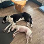 Hund beißt und geht einen richtig an !-Beitrag-Bild