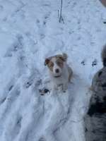 Agilityplatz mieten nähe Aachen und Umgebung-Beitrag-Bild