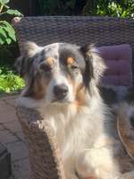 Agilityplatz mieten nähe Aachen und Umgebung-Beitrag-Bild