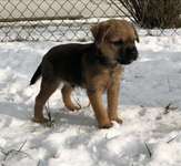 Hallo an alle Border Terrier!-Beitrag-Bild