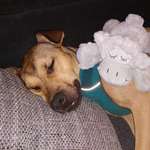 Ersteller:in Anka Profilbild