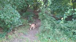 Hundeauslaufgebiet-Hundewiese Lemwerder-Bild