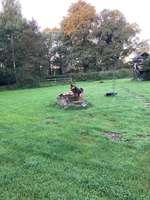 Hundeauslaufgebiet-Hundezentrum Hülm
HuZeHü-Bild