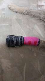 Hundesocke draußen-Beitrag-Bild