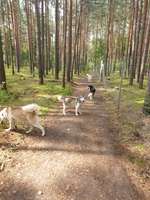 Hundeauslaufgebiet-Wiese Stadt Fürstenwalde Nord-Bild