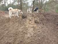 Hundeauslaufgebiet-Hundeauslaufplatz/Park Fürstenwalde /Spree-Bild