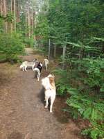 Hundeauslaufgebiet-Wiese Stadt Fürstenwalde Nord-Bild