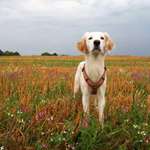 Suchmeldung-Toffy-Bild