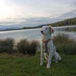 Suchmeldung-Toffy-Bild