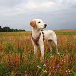 Suchmeldung-Toffy-Bild