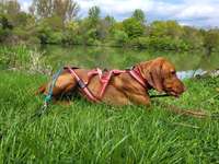 Hundesport- Canicross-Beitrag-Bild