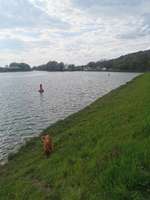 Hundeauslaufgebiet-Nasses Dreieck + Huckeberg-Bild