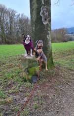 Hundeauslaufgebiet-Hessenschanze/Prinzenquelle-Bild