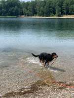 Hundeauslaufgebiet-Moritzsee-Bild