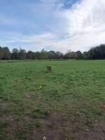 Hundeauslaufgebiet-Brunsbüttel-Bild