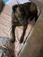 Antihistaminika gegen Juckreiz?-Beitrag-Bild