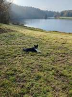 Hundeauslaufgebiet-Stausee Haslach-Bild