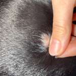 Hautentzündung?-Beitrag-Bild