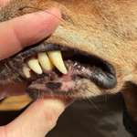 Pigmentierung im Maul-Beitrag-Bild