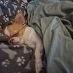 Ersteller:in Azadeh Profilbild