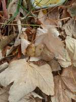 Schleimiger Kot nach Wurmkur?-Beitrag-Bild