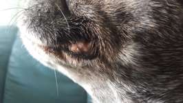 Veränderungen an der Lefze-Beitrag-Bild