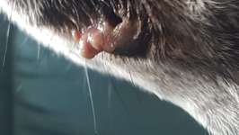 Veränderungen an der Lefze-Beitrag-Bild