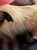 Abgebrochene Kralle-Beitrag-Bild