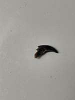 Abgebrochene Kralle-Beitrag-Bild