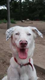 Hundeauslaufgebiet-Hasenheide-Bild