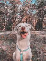 Hundeauslaufgebiet-Königsheide-Bild