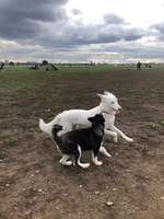 Hundeauslaufgebiet-Tempelhofer Feld Nordost-Bild