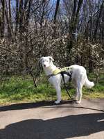 Hundeauslaufgebiet-Landschaftspark Herzberge-Bild