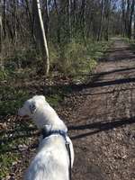 Hundeauslaufgebiet-Landschaftspark Herzberge-Bild