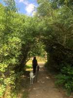 Hundeauslaufgebiet-Freizeitpark Marienfelde-Bild