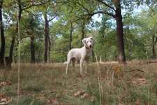 Hundeauslaufgebiet-Königsheide-Bild