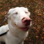 Hundeauslaufgebiet-Königsheide-Bild