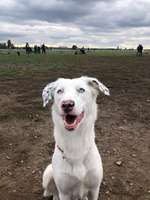 Hundeauslaufgebiet-Tempelhofer Feld Nordost-Bild