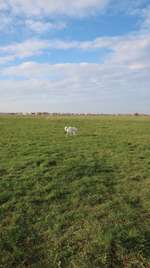 Hundeauslaufgebiet-Tempelhofer Feld Nordost-Bild